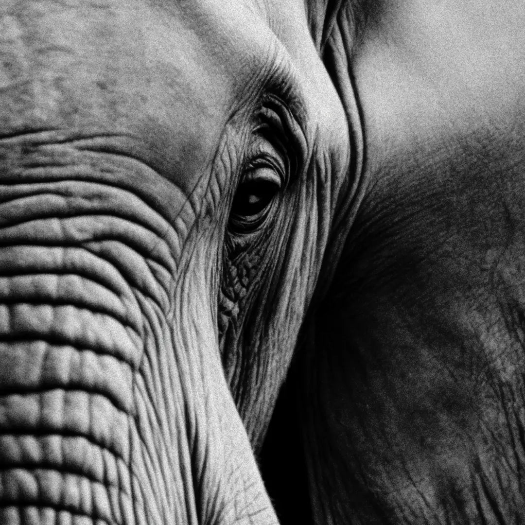 Elephant at Night