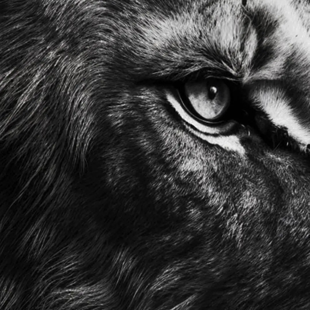 Focus