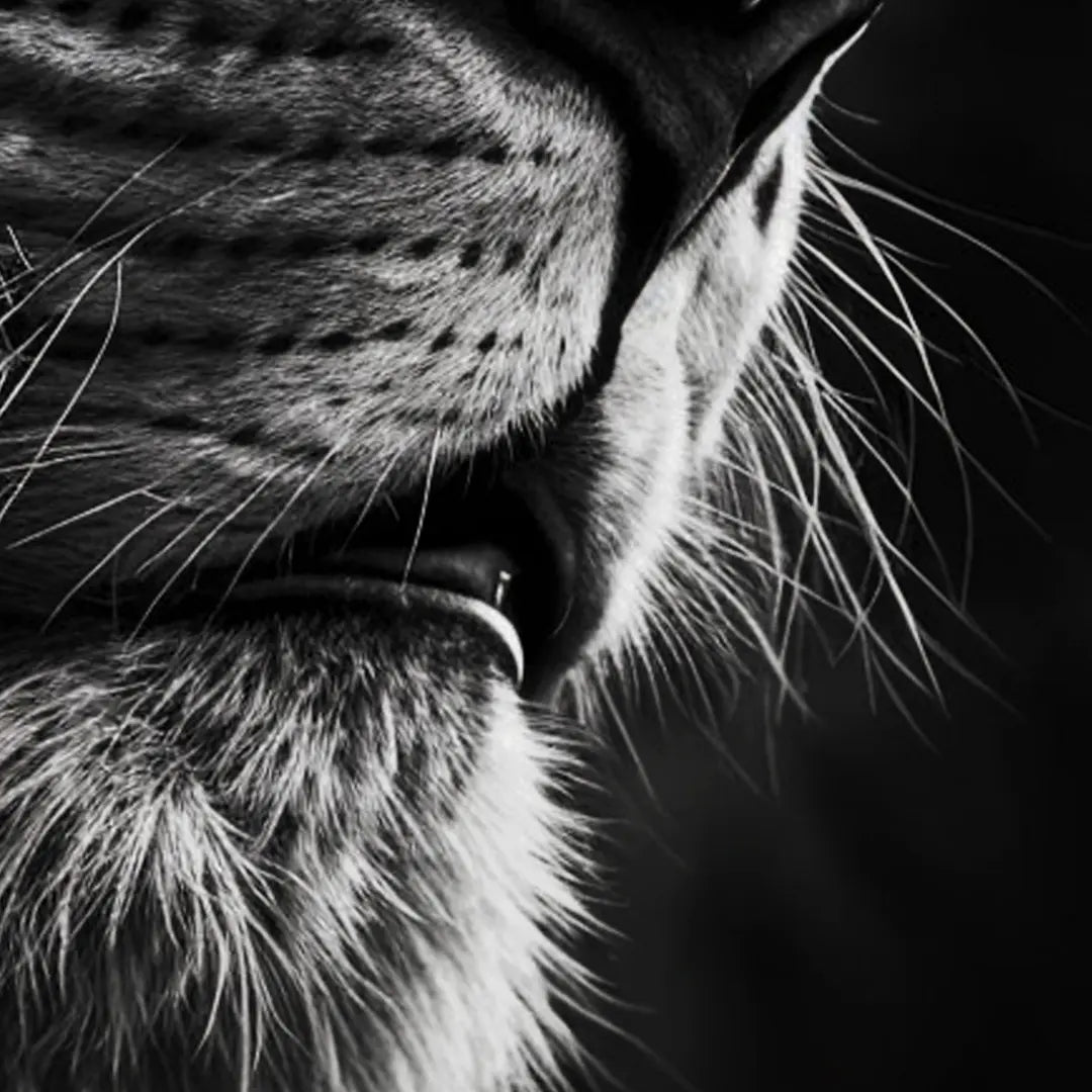 Focus
