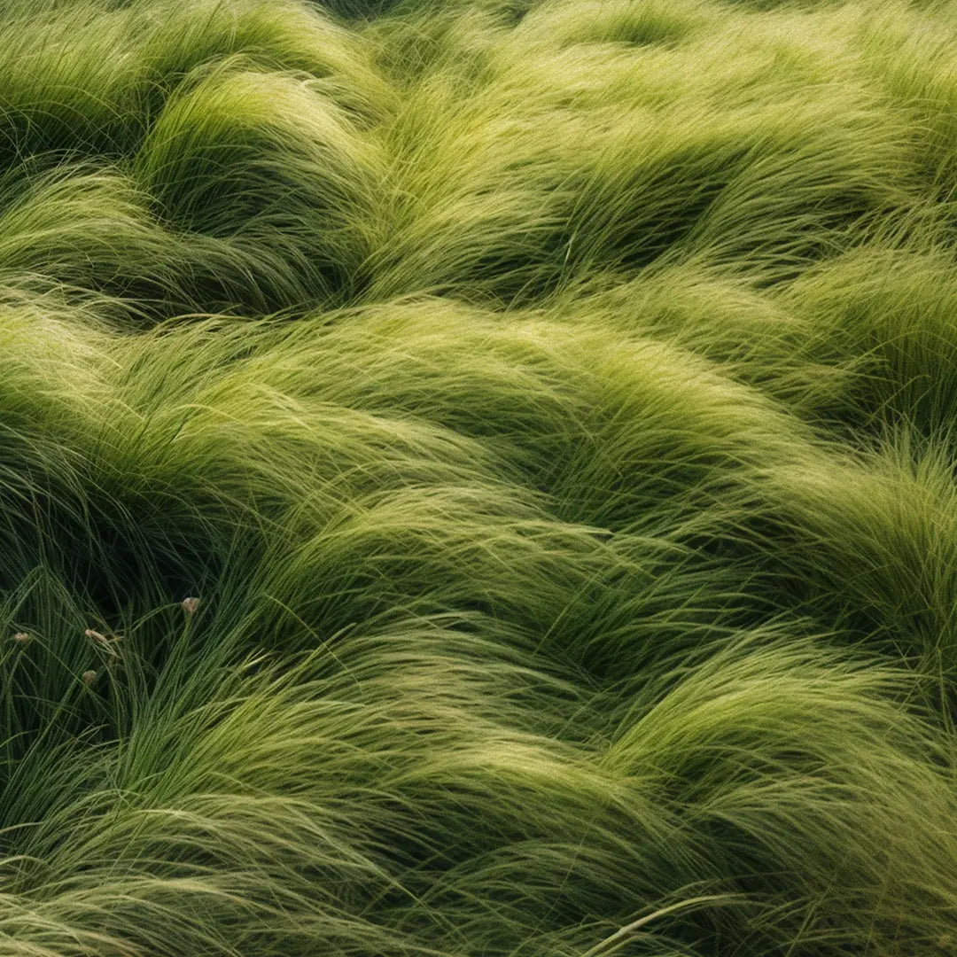 Emerald Valley