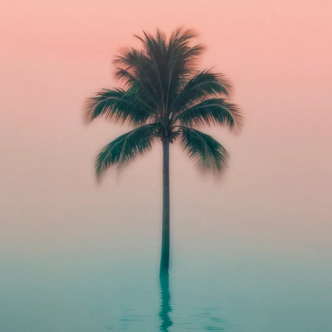 Lonely Palm Tree