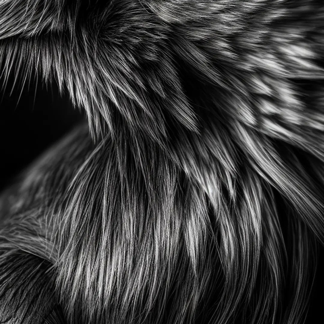 Crow