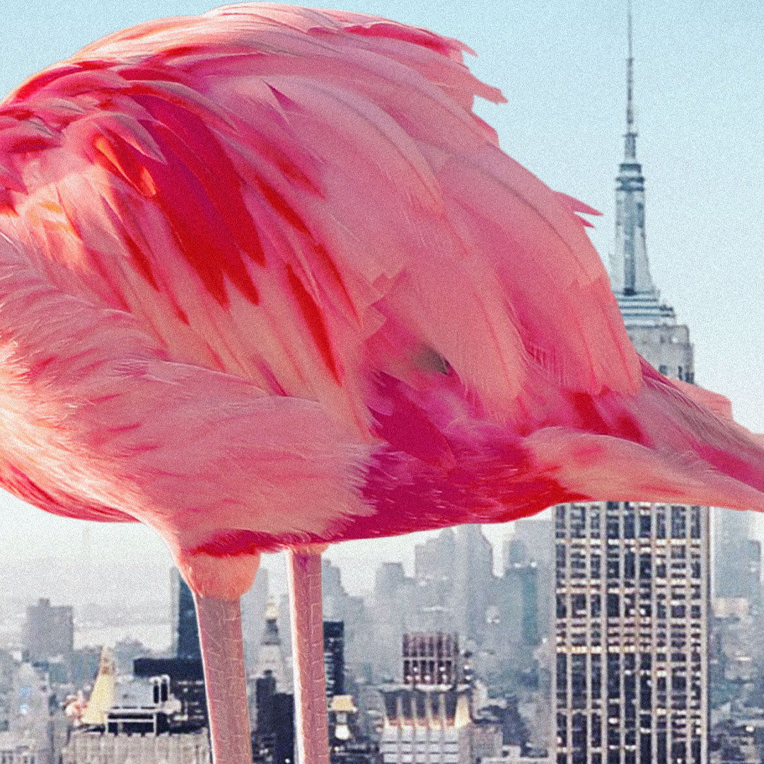 Giant Flamingos
