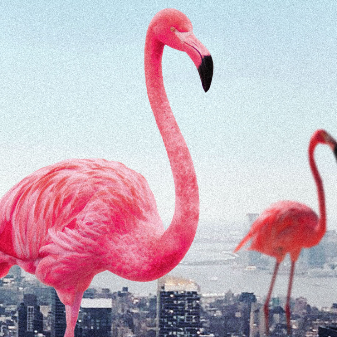 Giant Flamingos